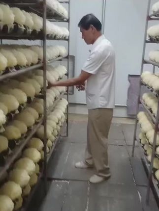 查看富硒银耳生长情况#食用菌产业