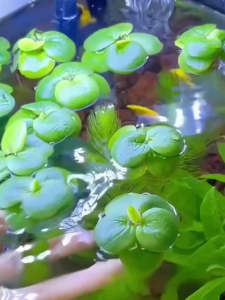 #鱼缸里的大自然 #养鱼日记 #观赏鱼世界 #养鱼