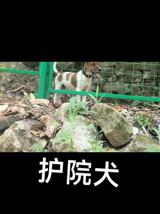 小乖乖狗