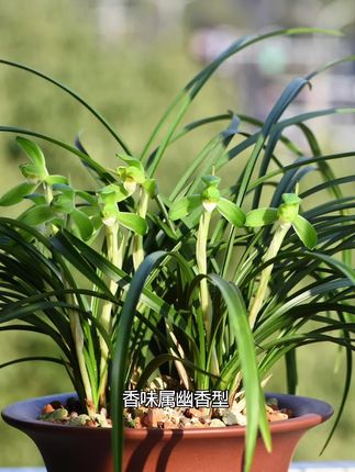 #兰花种植 #兰花基地 #精品兰花 #兰花 #爱兰花爱生活