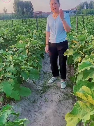 #河南青茄子 #新鲜采摘新鲜发货 #肉沫茄子#红烧茄子#太好吃了