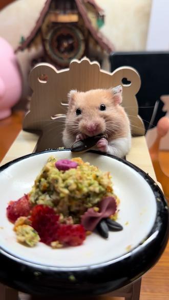 沉浸式嗑瓜子#吃播#仓鼠