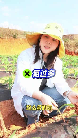 山地种植甜玉米,第一次用肥生根很关键,高温偏施氮肥,烧根烧苗严重#甜玉米生根壮苗用倍加勇套餐