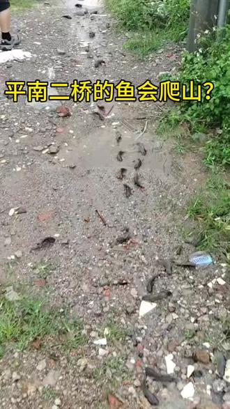 这种是什么鱼 你们知道吗?打在评论区我看看!