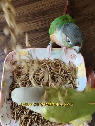 开荤了,一咬一个嘎嘣脆,鸟宝们最爱的小虫干 #鹦鹉日常 #手养鹦鹉 #鹦鹉 #鹦鹉零食 #鹦鹉面包虫
