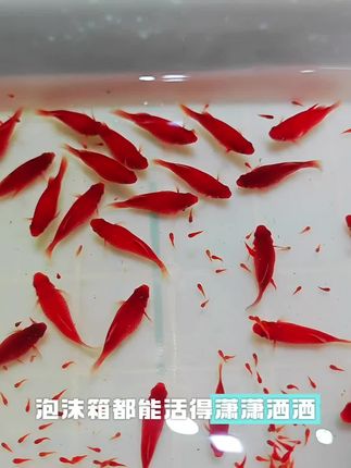 这种鱼没别的本事,就是爱生娃,一沾水就一窝接一窝的生,家里养几条,不出半年爆满缸!#新手养鱼#观赏鱼#热带鱼#米奇鱼