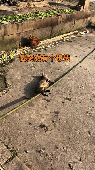 #热门 #老家的猫 #真实生活分享计划#聊 #青年创作者中心 朋友圈有两个人撞对象了 不敢发只能在这里八卦了哈哈哈