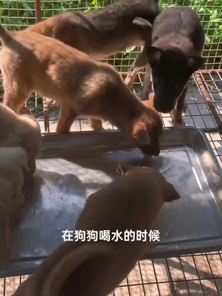 蟲一号 鸡肉味独立包装体内外寄生虫驱虫。