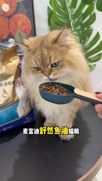 十几块钱的麦富迪鱼油猫粮,直接拿捏我家掉毛怪#麦富迪舒然