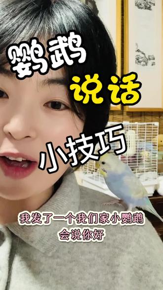 #真实生活分享计划 我家虎皮鹦鹉开口话说小技巧,希望对你有帮助#虎皮鹦鹉 #鹦鹉日常 #鹦鹉说话