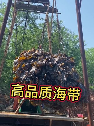 整棵大连海带,几乎无盐,大片大叶#海带#源头实力厂家