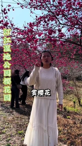 汀州湿地公园樱花园#樱花园 #春节游玩好去处 #春节去哪玩 #赏樱花