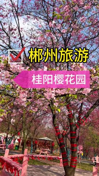 樱你而来,樱你而美,春有约,花不误岁岁年年不相负。樱花之约#郴州旅游 #郴州旅游攻略 #旅行推荐官 #樱花开了 @抖音小助手