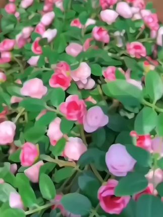 这是一款防真玫瑰花藤,假花藤条,用来装饰空调管道,暖气水管缠绕遮挡,吊顶塑料藤蔓,打造一番靓丽的风景,舒适又温馨,真的很不错哟! #好物推荐 #仿真花藤蔓装饰 #装饰花藤条 #仿真玫瑰藤条 #好物推荐🔥