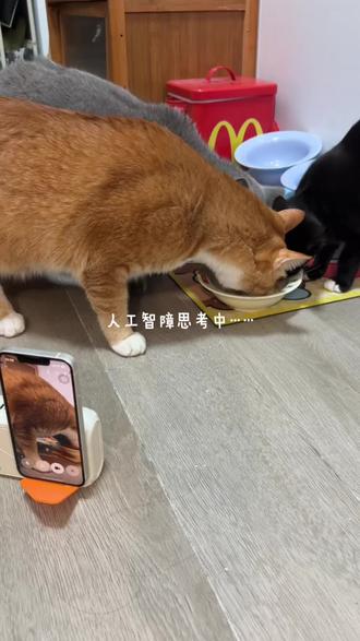 一人三猫|豆包眼里:圆圆和那个橘猫 蓝猫叫芋圆
橘猫叫波霸
奶牛猫叫奥利
!!!!
#宠物零食 #猫罐头 #补水罐头 #奶猫 #豆包
