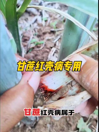 雨后甘蔗病全治甘蔗赤腐病黑腐病红壳病甘蔗开裂梢腐病专用剂 #甘蔗种植 #甘蔗红壳病 #甘蔗