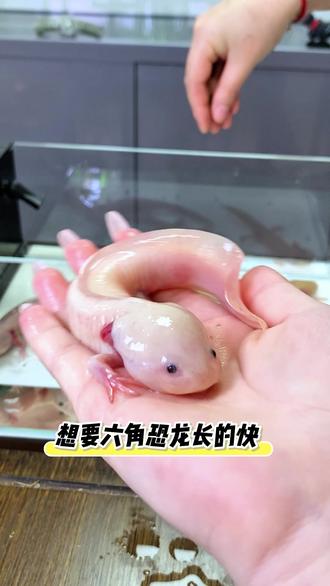 谁养六角恐龙还只知道喂红虫?#红虫 #六角恐龙 #蝾螈 #六角恐龙鱼 #鱼粮