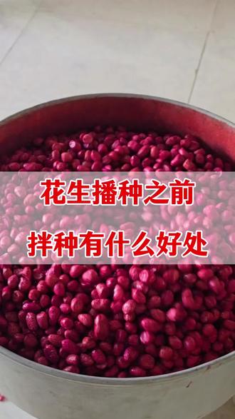 花生拌种配方#花生种植#花生拌种 #花生拌种剂 #花生高产种植