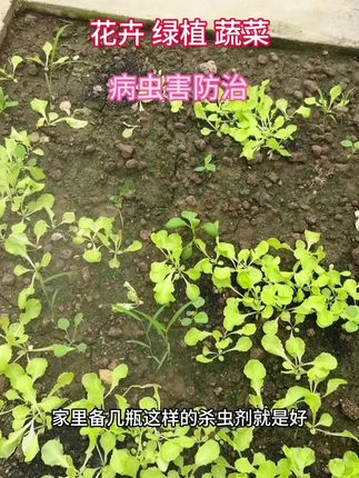 #农业种植 #在家种菜 #病虫害防治#