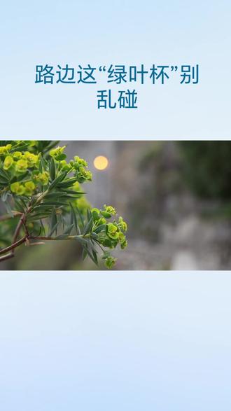 一天认识一样中药草本知识,今天了解一下中药草本《泽漆》#植物科普 #中草药 #药用植物 #一日一植物 #泽漆