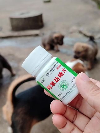 #三农养殖 #新手养狗 #萌宠#科学养宠攻略#狗狗