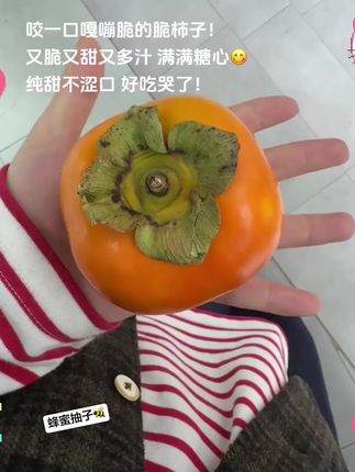 咬一口嘎嘣脆的脆柿子,又脆又甜又多汁 满满糖心,纯甜不涩口 好吃哭了!#脆柿子 #柿子 #巧克力柿子 #现摘现发新鲜到家