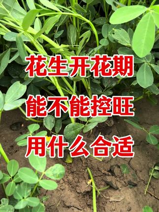 花生开花期能不能控旺#花生种植 #花生控旺 #花生控旺增产 #花生高产管理
