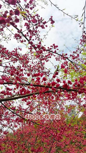 湘潭七彩樱花园要开园了,早鸟票真的很划算,闭眼冲冲冲#早樱之约七彩樱花园 #湘潭七彩樱花园 #湘潭周边游 #株洲周边游 #湖南景区