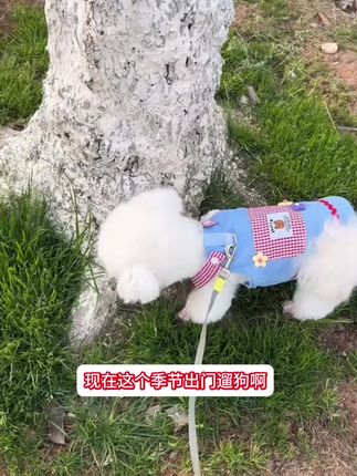 🔥毛孩出门秒变“虫靶子”?!这款宠物户外防虫喷雾,3秒成膜驱避蜱虫跳蚤,清凉配方不伤肤,夏日撒欢安全无虞!#狗狗出门必备 #宠物防虫喷雾 #宠物防虫喷雾 #宠物用品 #萌宠好物
