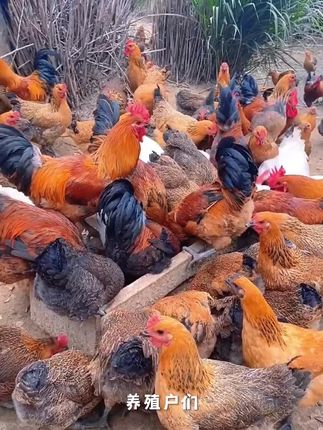 金芪青颗粒,猪牛羊鸡鸭鹅四季通用。