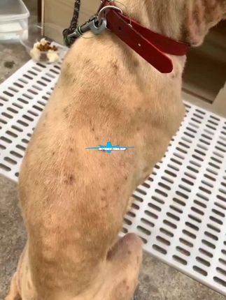 猫癣狗癣一定要注意,别等传染给人才后悔#养狗经验分享 #猫癣#狗癣