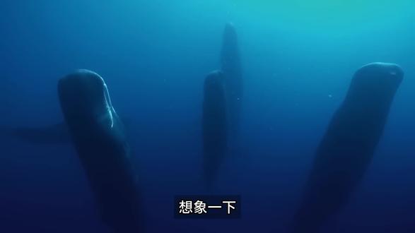 统治深渊两千万年!抹香鲸凭什么让整片海洋集体禁言?#抹香鲸 #冷知识科普 #海洋生物科普 #知识科普