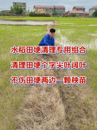 水稻田埂清理不伤秧苗配方,田埂上随便喷.不伤田埂两边秧苗.不伤田埂#水稻田埂清理 #清理水稻田埂 #水稻田埂清理组合 #清理水稻田埂不伤秧苗