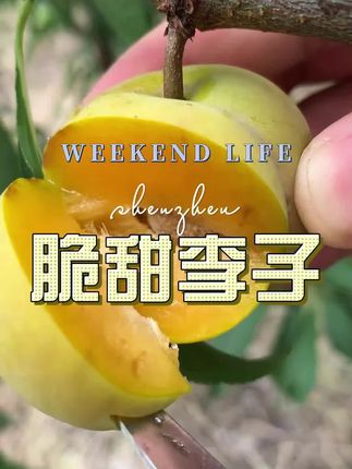 #李子 #新鲜应季水果 脱骨李子 #李子熟了 #口感特别好