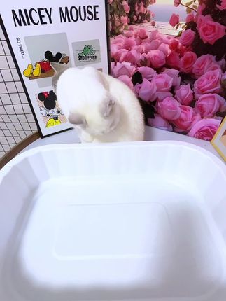 YOOPAL天然植物木薯猫砂,快速结团,植物原料,不易占底,除臭升级,商家冲销量,囤4包两位数,囤六包还送猫砂产,刷到赶紧去囤吧#宠物用品好物推荐 #猫砂测评 #猫砂 #养猫新手 #YOOPAL天然植物木薯猫砂