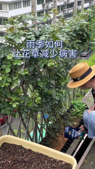 雨季来临,如何让爱生病的月季、铁线莲、三角梅等减少病害,#枯草芽孢杆菌 已经使用三年,真实有效,分享大家都去试试#月季 特别是 #三角梅 春季不方便换土的强烈建议10天一次灌根,连续灌根3次,可以化解土壤中的固化物质,提升植株活力,恢复生长和开花!#铁线莲 立枯病同样有效#养护小知识