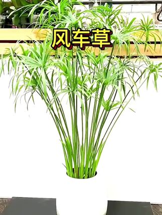 水生水培植物龟水竹盆栽水棕竹鱼缸水池塘旱伞草风车草苗四季常青#龟水竹#风车草#水培植物