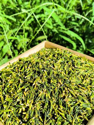 莲子心茶