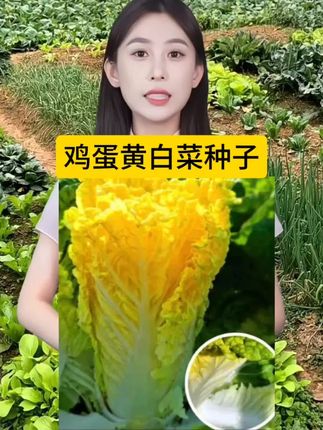 #鸡蛋黄白菜#白菜种植 #蔬菜种子 #在家种菜 #优质农产品