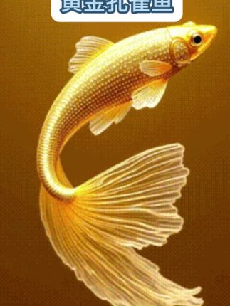这种鱼啊,你可千万别养,我怕你的鱼缸秒变梦幻多彩的童话世界!它就是黄金孔雀鱼,全身金黄,比锦鲤还漂亮,游起来比凤凰还惊艳,朋友见了都夸好看。关键啊,它不挑水质,不挑食,很皮实。#养鱼日记 #观赏鱼 #水族#神奇动物在抖音 #萌宠出道计划 @DOU+小助手