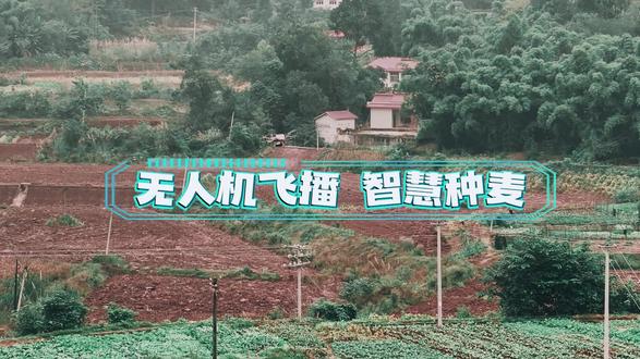无人机飞播 智慧种麦 #无人机