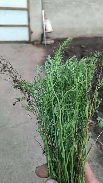 大量收购小米草