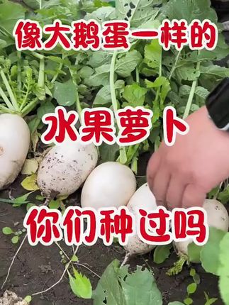 个头不大,味道不差,浓缩精华#白鹅蛋萝卜#萝卜种子#在家种菜#阳台小院均可种植