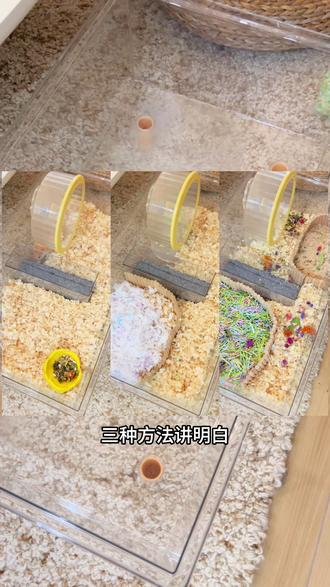 仓鼠夏季铺垫料教程来了!#金丝熊夏季垫料 #仓鼠夏季垫料 #仓鼠夏季用品 #金丝熊夏季造景