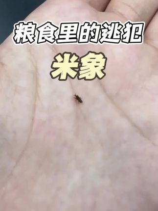 米象为什么会从米袋里跑出来?为什么米象没水也能活?米象是大家熟知的一种粮食害虫,特别是农村的朋友们,经常都会在大米谷子里大量出现,为什么买回家里的大米突然就出现了米象?稻谷还在稻田里的时候米象就会在谷子里蛀食产卵,大米回到家里到了适宜的气温和湿度虫卵就会得到孵化,米象的口器非常厉害,什么它都会尝试啄一下,发现能咬开装大米的塑料袋子就会出来,米象不喝水能存活,因为米象在代谢中能够产生足够自己的水分。米象食量大,繁殖能力极强。就算是把大米过筛一遍,里面的虫卵还是会继续孵化。被米象蛀食过的大米可以拿去野外喂鸟类。再用杀虫剂消杀到处爬的米象,喷洒在米象活动的区域,杀虫剂无色无味,喷完不刺激鼻腔。 #米象虫 #大米虫子 #米象虫卵 #米象虫爬床上会咬人吗 #米象虫怎么来的