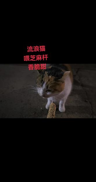 流浪猫:喂芝麻杆 ,香脆甜#猫
