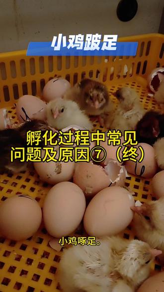 孵化过程中常见问题及原因⑦(终)#养殖经验分享 #孵化 #小鸡 #家禽养殖 #孵化技术