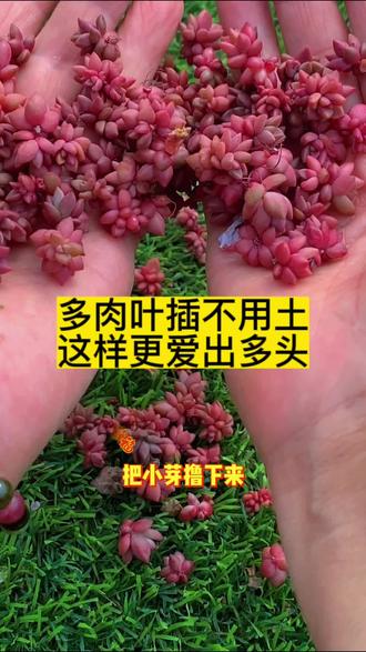多肉叶插不用土这样容易出多头 #多肉养护#种植小技巧#养花小知识