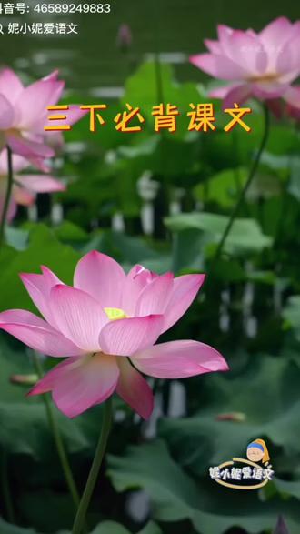 三年级下册语文第三课 荷花