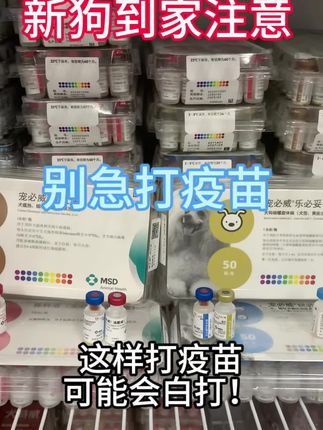 新狗到家注意事项,新狗疫苗怎么打#新狗到家攻略 #宠必威疫苗测评 #幼犬疫苗避坑 #新手养狗指南 #狗狗健康防护